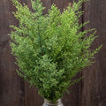 Artemisia with Sarsaparilla