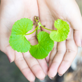 Gotu Kola