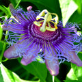Passionflower