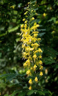 Cat's Claw